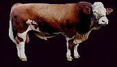 cow2.jpg (4548 bytes)